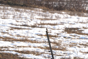 Knut 6 april 2019 - Og der var Svartrødstjerten også