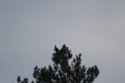 Knut 6 januar 2019  - Flaggspetten ved Dausjøbrua