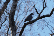 Knut 8 april 2019 - Duen i Botanisk hage, klar til å fly hvor?