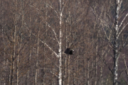 Knut 8 april 2019 - Vipene på Skjerven gård