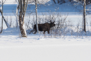 Knut 8 februar 2019 - Elgen på Sjærven gård