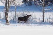 Knut 8 februar 2019 - Elgen på Sjærven gård