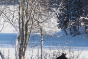 Knut 8 februar 2019 - Elgen på Sjærven gård, bra jobba Knut