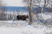 Knut 8 februar 2019 - Elgen på Sjærven gård