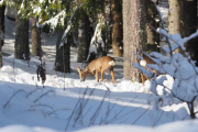 Knut 8 februar 2019 - Rådyra i hagen vår idag