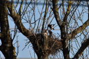 Morten 11 april 2019 - Skjærene på Høyenhall