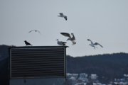 Morten 11 januar 2019 - Kråka og Måkene på taket
