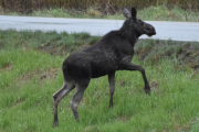 Morten 11 mai 2019 - Elgen i Sørkedalen