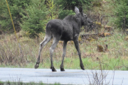Morten 11 mai 2019 - Elgen i Sørkedalen og der stod den en liten stund