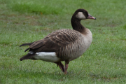 Morten 11 mai 2019 - Kanadagrågås ved Bogstadvannet