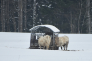 Morten 12 januar 2019 - Noen Kuer på vei til Våler