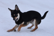 Morten 12 januar 2019 - Turbo hunden på vei til Våler