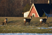 Morten 13 april 2019 - Nå kruser vi rundt på jordet ved Flisa