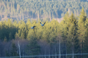 Morten 13 april 2019 - Nå kruser vi rundt på jordet ved Flisa, Traner inn for landing
