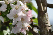 Morten 15 mai 2019 - Bie eller Veps