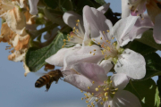 Morten 15 mai 2019 - Bie eller Veps