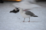 Morten 17 januar 2019 - Prøv å ta bilde av en Måke på Grønland men da fløy det en akkurat forbi