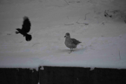 Morten 17 januar 2019 - Stillingskrigen på Grønland, og hvem vant tror dere?