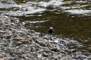 Morten 17 mai 2019 - Linerla i Sørkedalen