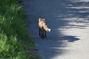 Morten 17 mai 2019 - Reven på Høyenhall