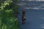 Morten 17 mai 2019 - Reven på Høyenhall