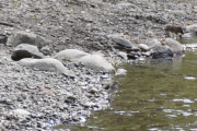 Morten 17 mai 2019 - Strandsnipa i Sørkedalen