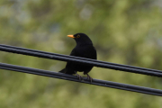 Morten 19 mai 2019 - Svarttrosten på Høyenhall