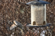 Morten 2 mars 2019 - Jo, en som kaster seg bakover