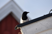 Morten 2 mars 2019 - Skjæra på Høyenhall