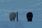 Morten 20 januar 2019 - Villhester i Finnskogen