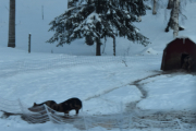Morten 20 januar 2019 - Villsvin eller Griser i Finnskogen