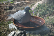 Morten 22 april 2019 - En Ringdue i vannfatet på Høyenhall