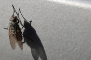 Morten 22 april 2019 - Nesten en Flue i suppa