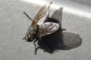 Morten 22 april 2019 - Nesten en Flue i suppa