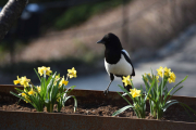 Morten 22 april 2019 - Skjæra og Påskeliljene på Høyenhall