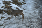 Morten 23 mars 2019 - Rådyr på Høyenhall