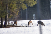 Morten 24 februar 2019 - Tre Rådyr ved Kløfta