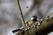 Morten 24 mars 2019 - Kjøttmeisen og Flua i Botanisk hage