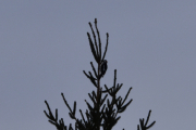 Morten 26 januar 2019 - Flaggspetten på Høyenhall