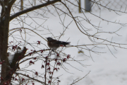 Morten 26 januar 2019 - Gråtrosten på Høyenhall