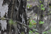 Morten 27 april 2019 - Flaggspetten ved Alnaelven ved Alnabru