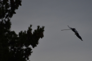 Morten 29 mars 2019 - Skjæra bygger reir på Høyenhall, klar for landing