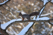Morten 3 februar 2019 - Ekornet i Botanisk hage