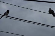 Morten 30 mai 2019 - Skjæra og Ringduen på ledningen