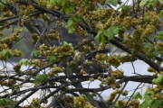 Morten 30 mai 2019 - To duer ikke sant