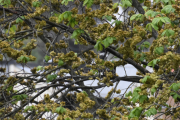 Morten 30 mai 2019 - To duer ikke sant, da lar vi det være med det