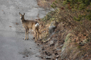 Morten 30 mars 2019 - Rådyr besøk på Høyenhall