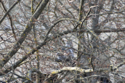 Morten 30 mars 2019 - Ringduene er i full gang allerede
