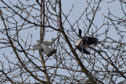 Morten 30 mars 2019 - Ringduene er i full gang allerede