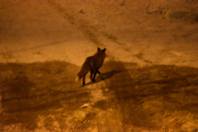 Morten 4 februar 2019 - Reven på Høyenhall, den var på veien i ca. to minutter